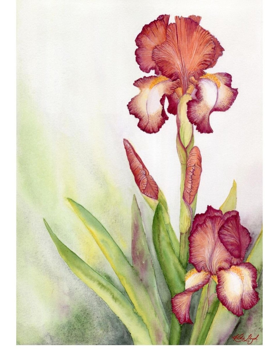 Blooming Bearded Iris 